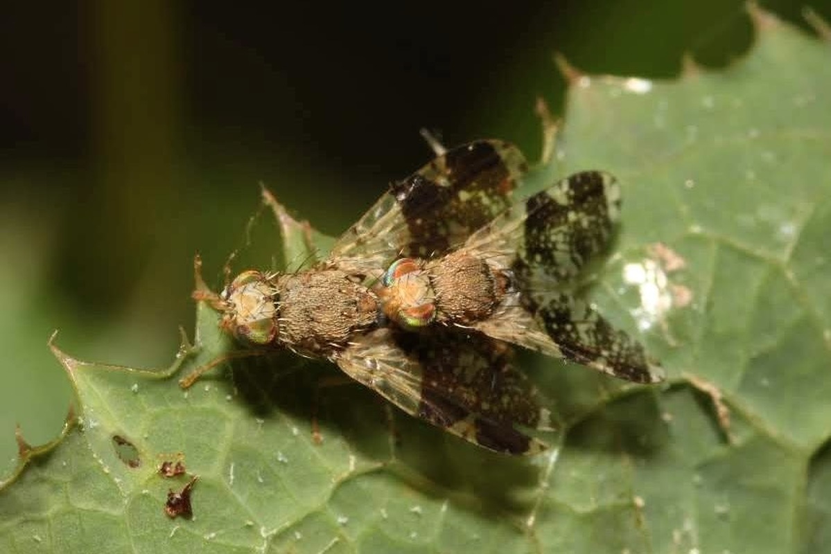 Tephritis formosa