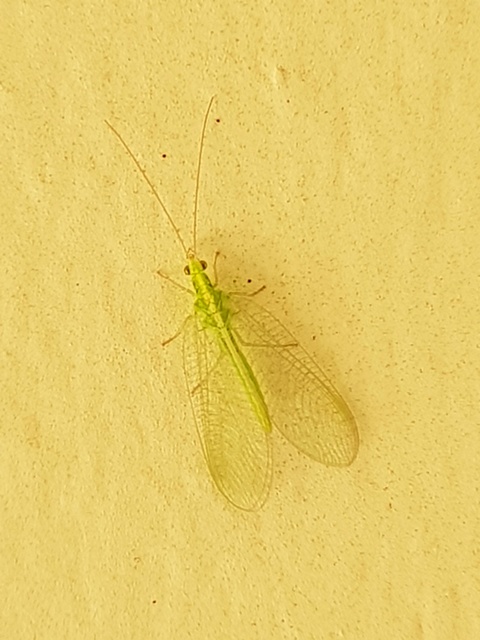Chrysopidae - zöldfátyolkák