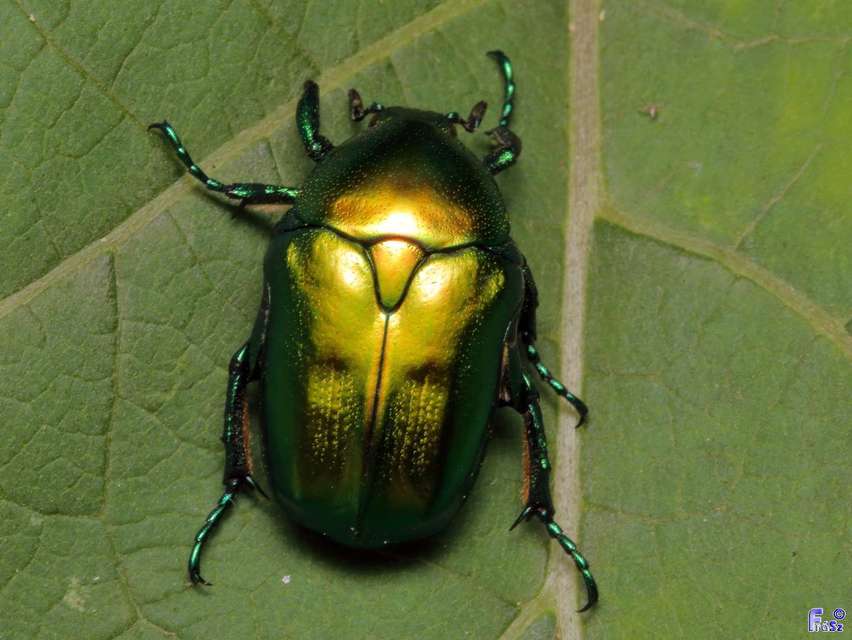 Protaetia affinis - smaragdzöld virágbogár