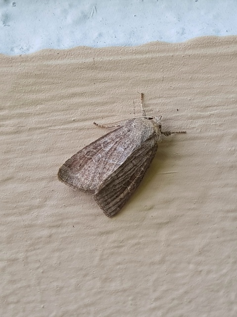 Parastichtis suspecta - sötét erdeibagoly