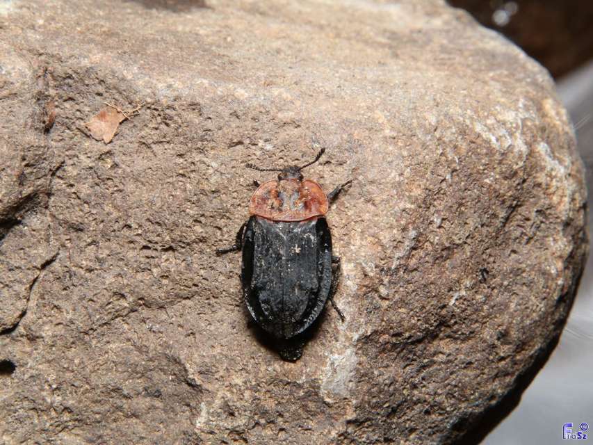 Oiceoptoma thoracicum - vörösnyakú dögbogár