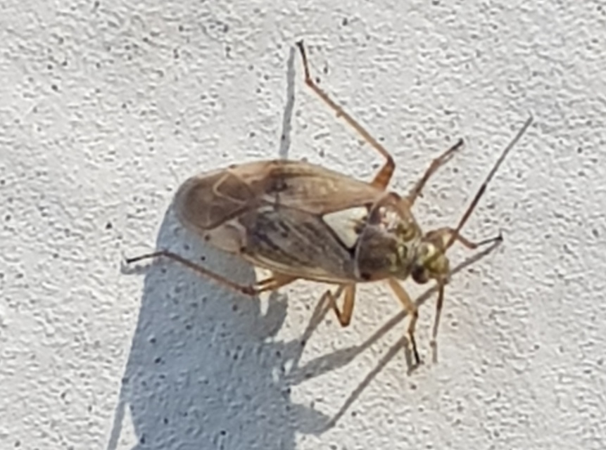 Lygus rugulipennis - molyhos mezeipoloska