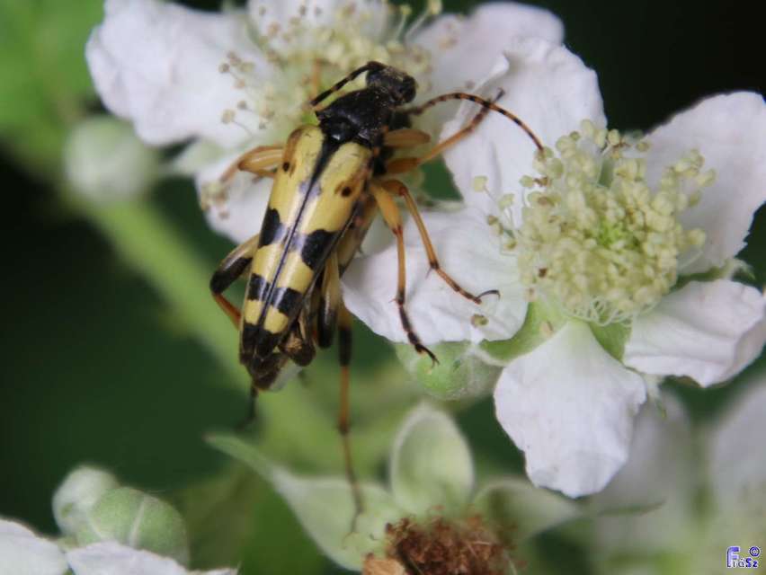 Rutpela maculata - tarkacsápú karcsúcincér