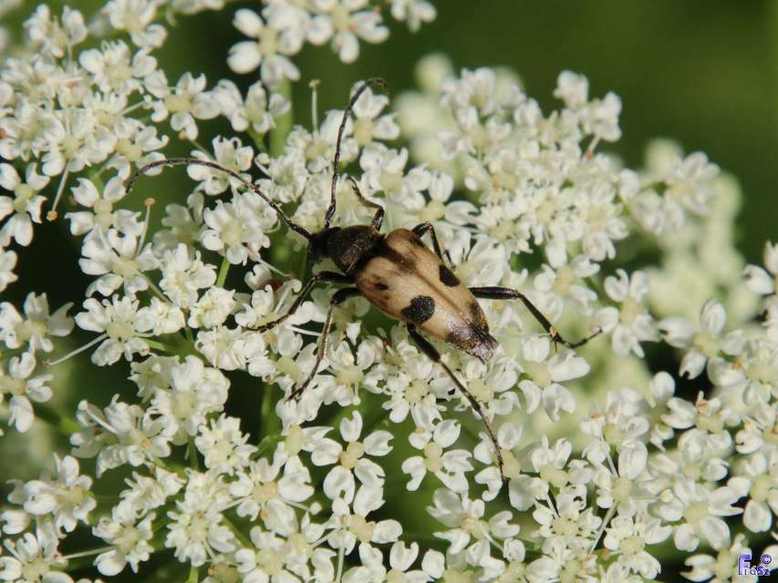 Pachytodes cerambyciformis - változékony virágcincér