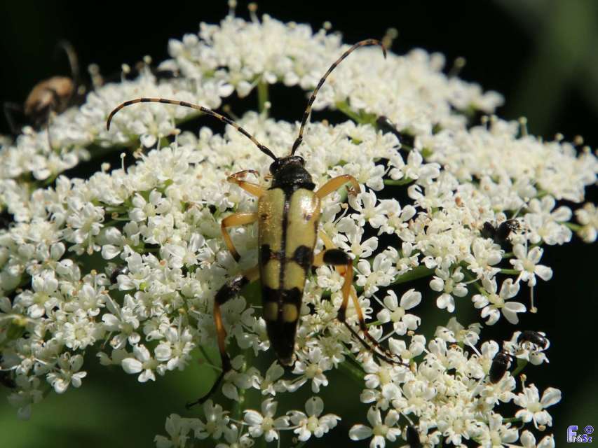 Rutpela maculata - tarkacsápú karcsúcincér