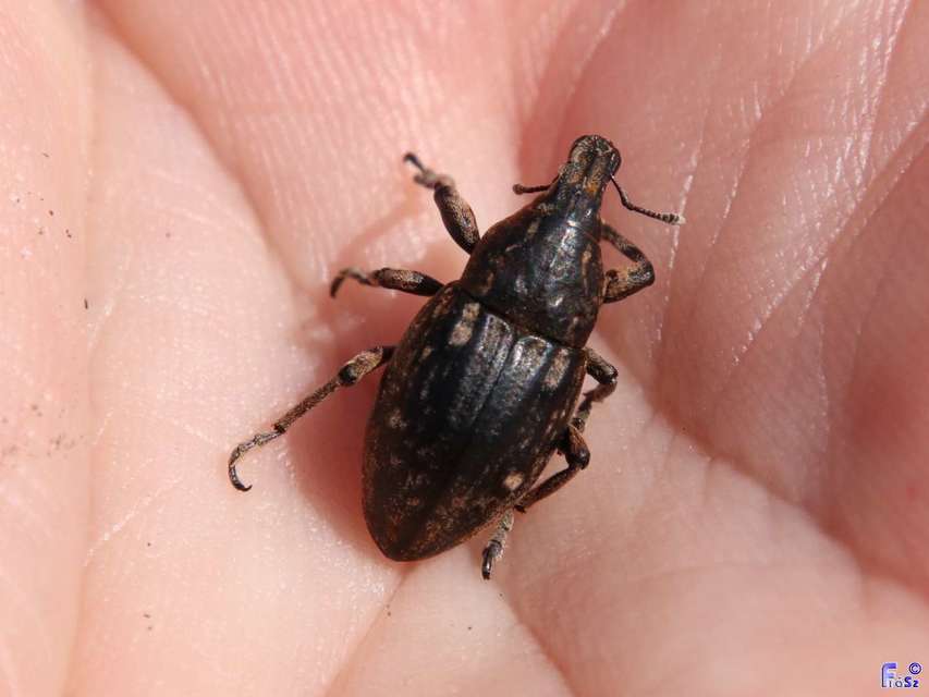 Leucophyes pedestris - négypettyes barkó