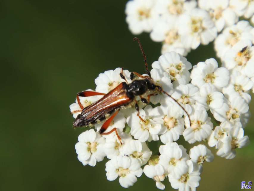 Stenopterus rufus - tarkacsápú keskenyfedőscincér