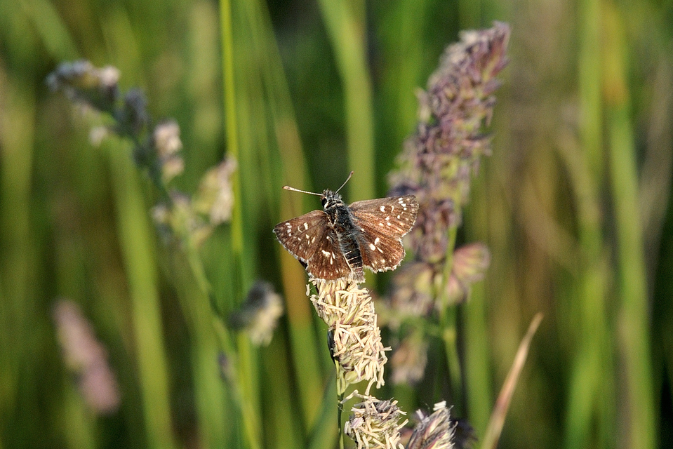 Spialia orbifer - törpe busalepke