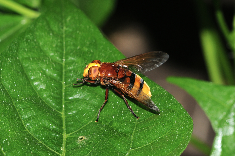 Volucella zonaria - kétöves pihelégy