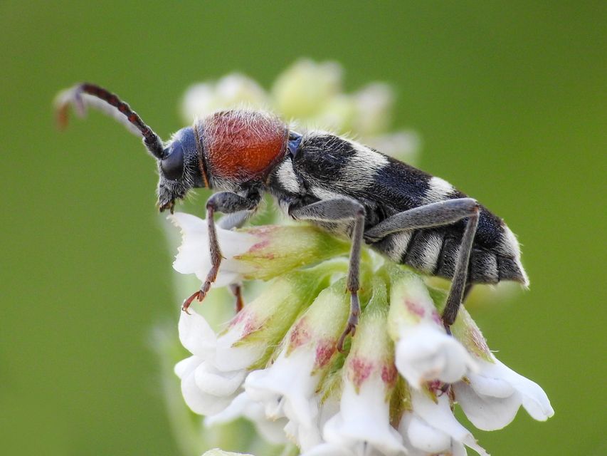 Chlorophorus hungaricus - magyar darázscincér