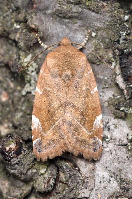 Cosmia affinis - barna lombbagoly
