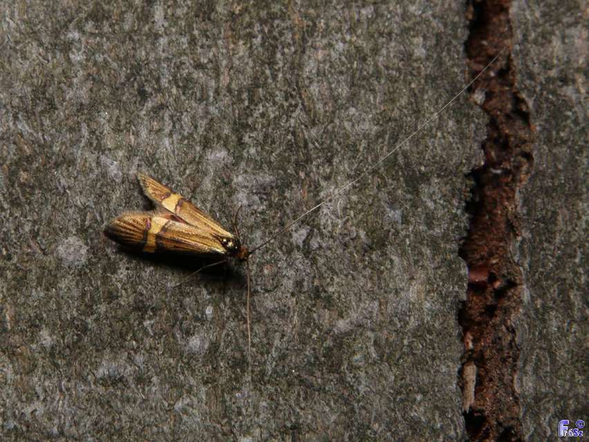 Nemophora degeerella - pompás tőrösmoly