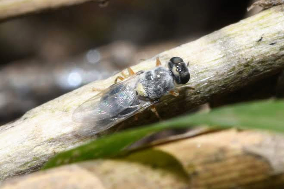 Oxycera pygmaea - törpe-kurtalégy