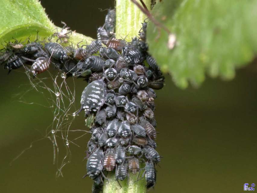 Aphididae - valódi levéltetvek