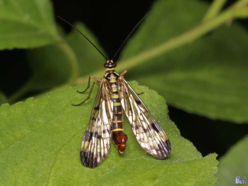 Panorpa communis/vulgaris