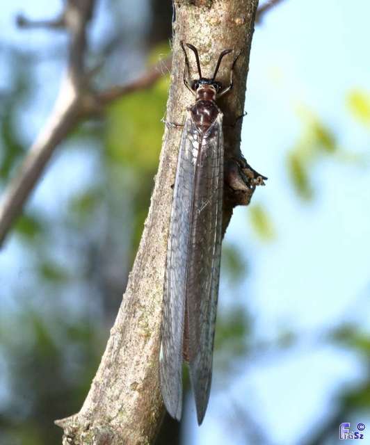 Myrmeleon formicarius - erdei hangyaleső