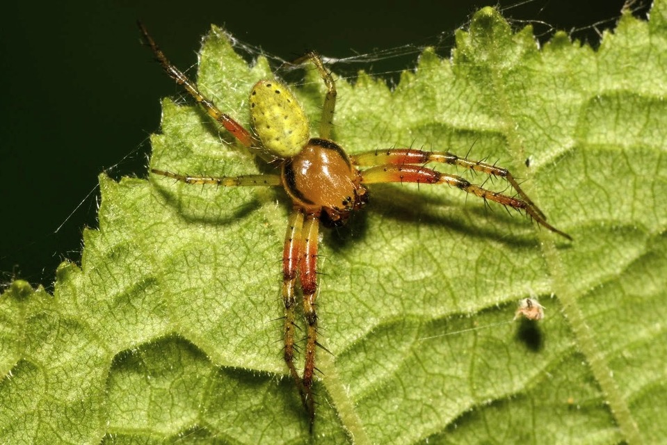 Araniella