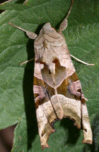 Phlogophora meticulosa - vándorló csipkésbagoly
