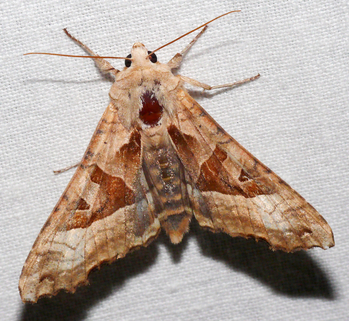 Phlogophora meticulosa - vándorló csipkésbagoly