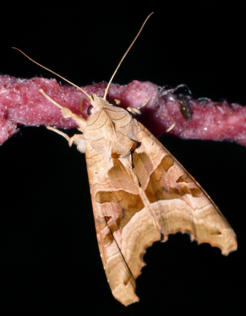 Phlogophora meticulosa - vándorló csipkésbagoly
