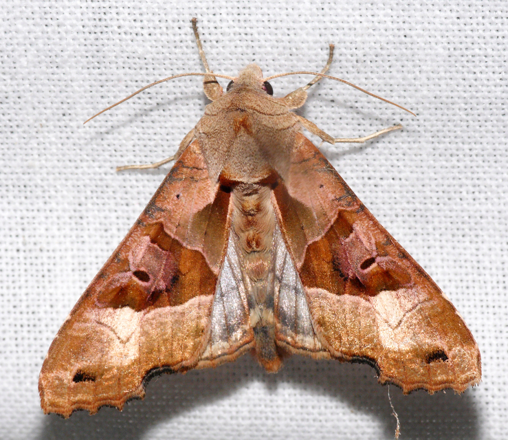 Phlogophora meticulosa - vándorló csipkésbagoly