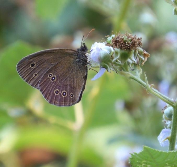 Aphantopus hyperanthus - közönséges ökörszemlepke