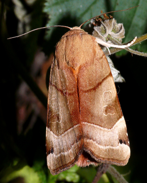 Noctua fimbriata - szélessávú sárgafűbagoly
