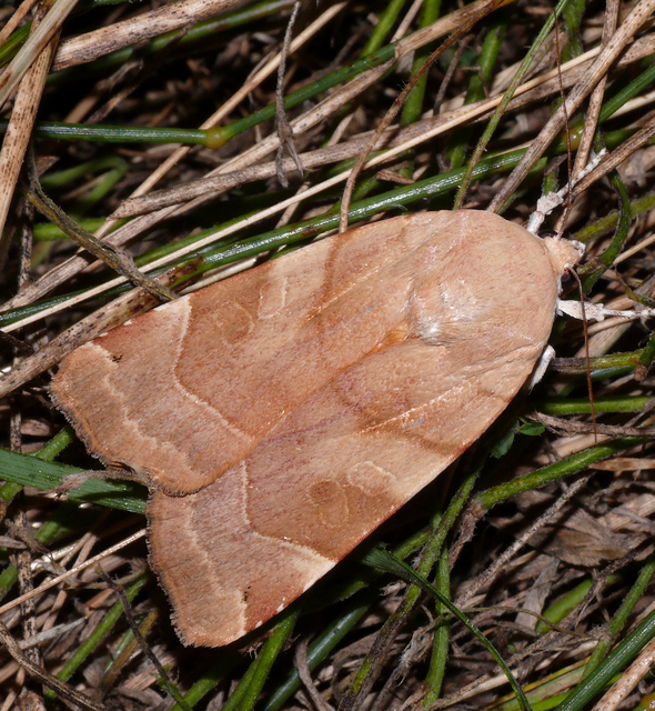 Noctua fimbriata - szélessávú sárgafűbagoly