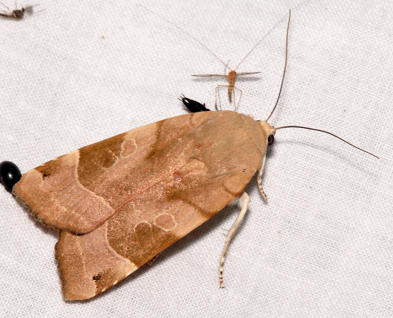 Noctua fimbriata - szélessávú sárgafűbagoly