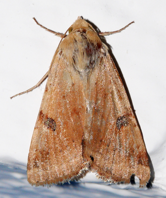 Heliothis peltigera - nagy veteménybagoly