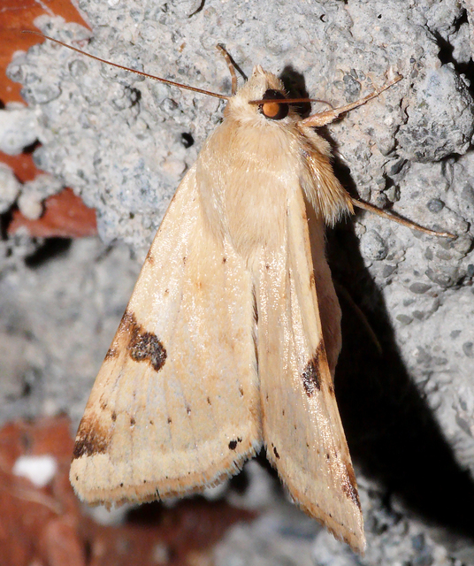 Heliothis peltigera - nagy veteménybagoly