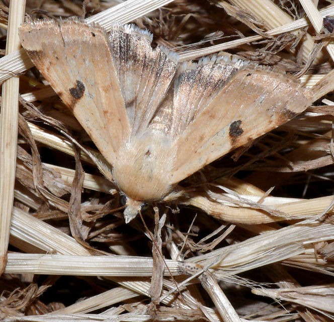 Heliothis peltigera - nagy veteménybagoly