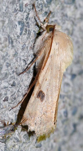 Heliothis peltigera - nagy veteménybagoly