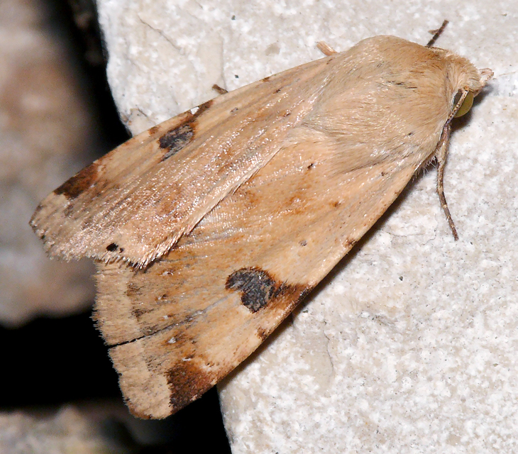Heliothis peltigera - nagy veteménybagoly