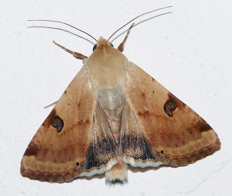 Heliothis peltigera - nagy veteménybagoly