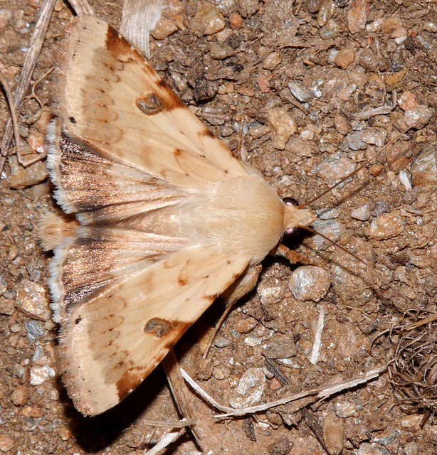 Heliothis peltigera - nagy veteménybagoly