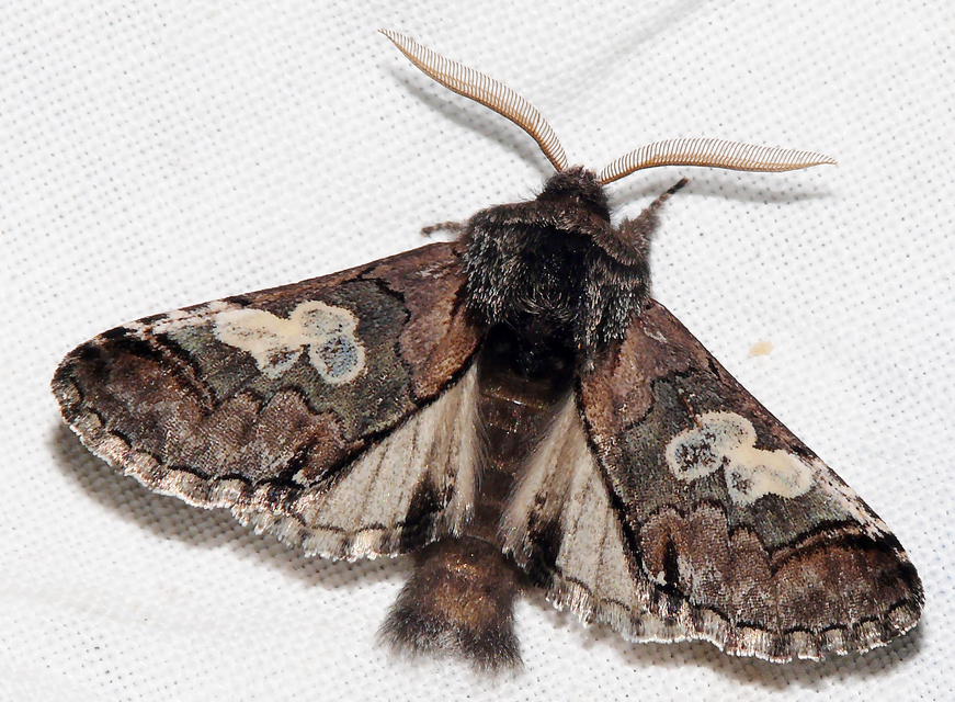 Diloba caeruleocephala - őszi kékesbagoly