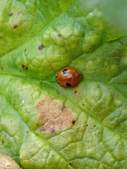 Adalia bipunctata - kétpettyes katica