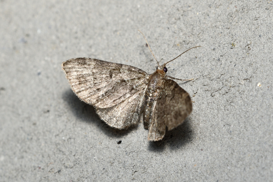 Pasiphila chloerata - hamvas törpearaszoló