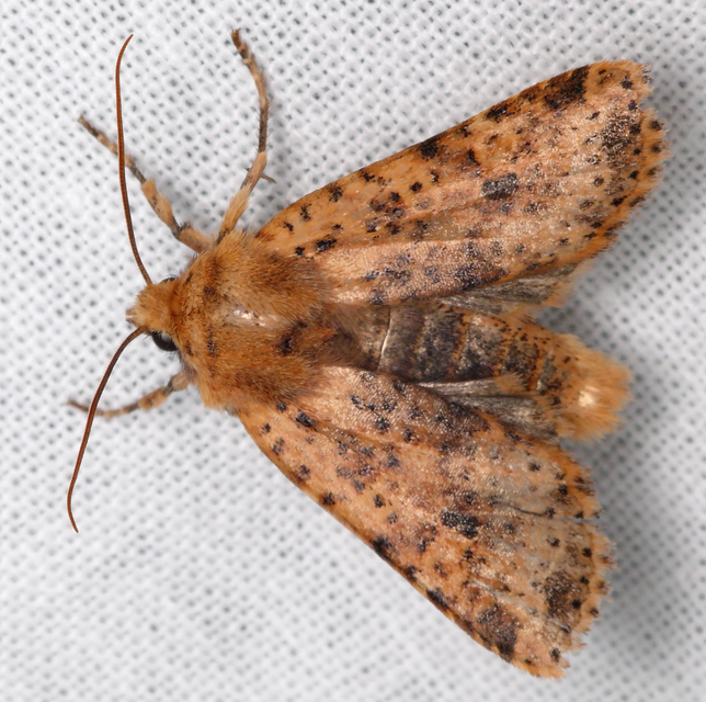Conistra rubiginea - vörös őszibagoly