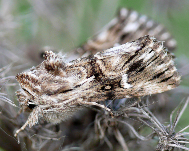 Calophasia lunula - gyújtoványfű-apróbagoly