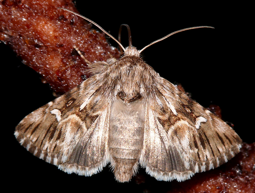 Calophasia lunula - gyújtoványfű-apróbagoly