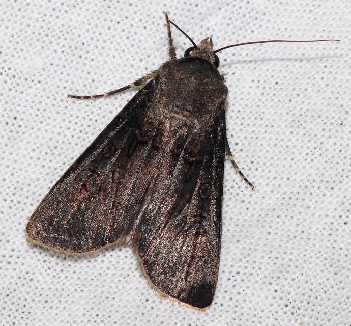 Agrotis segetum - vetési földibagoly