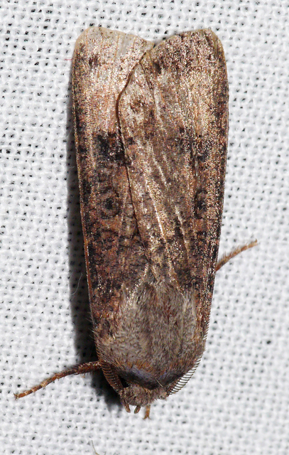 Agrotis segetum - vetési földibagoly