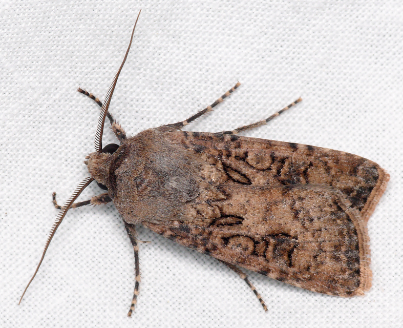 Agrotis segetum - vetési földibagoly