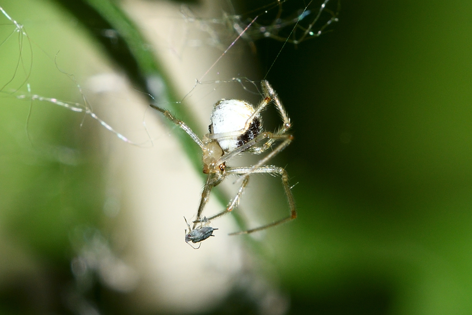 Theridion varians - változó törpepók
