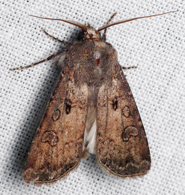 Agrotis segetum - vetési földibagoly