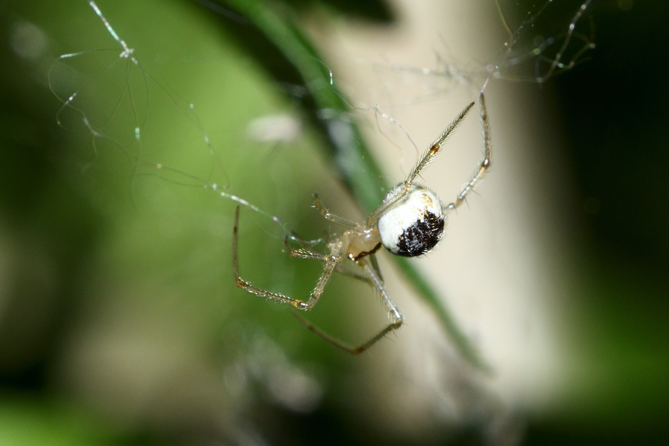 Theridion varians - változó törpepók