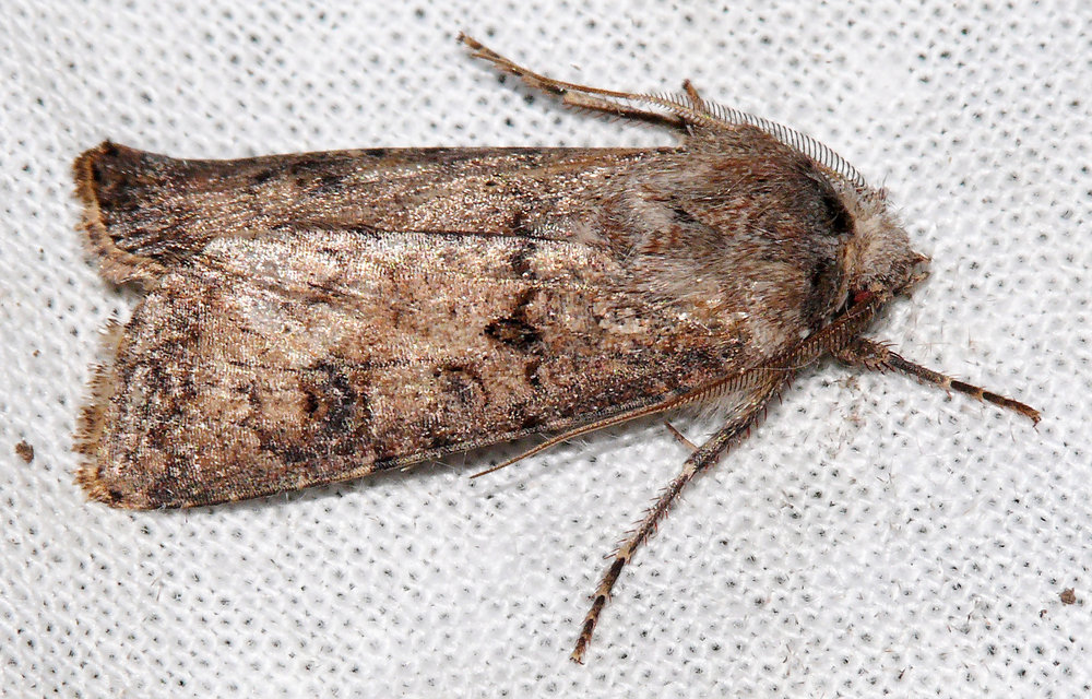 Agrotis segetum - vetési földibagoly