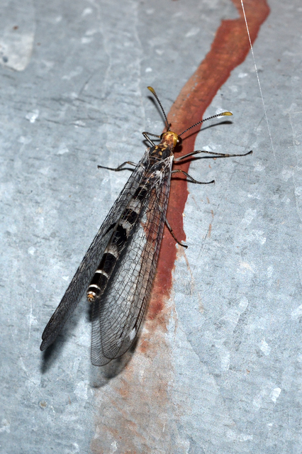 Megistopus flavicornis - kétfoltos hangyaleső